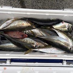 4月29日（水）午前便・午後便・アジ釣りの写真その7