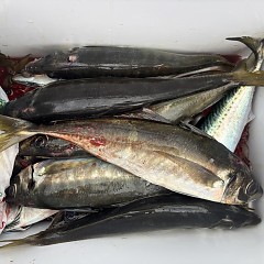 4月29日（水）午前便・午後便・アジ釣りの写真その8