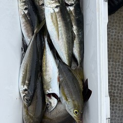 4月 30日（木）午前便・アジ釣りの写真その7