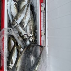 4月 30日（木）午前便・アジ釣りの写真その8
