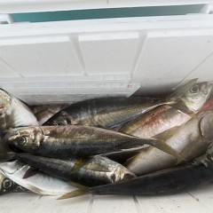 4月 30日（木）午前便・アジ釣りの写真その10