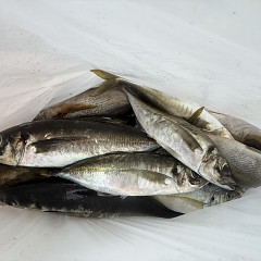 4月 30日（木）午前便・アジ釣りの写真その12