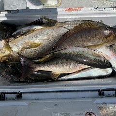 5月 2日（土）午前便・アジ釣りの写真その9