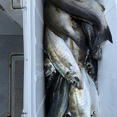 5月 2日（土）午前便・アジ釣りの写真その12