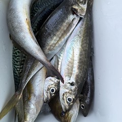 5月 2日（土）午後便・アジ釣りの写真その9