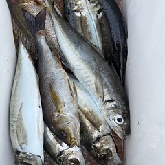 5月 2日（土）午後便・アジ釣りの写真その10