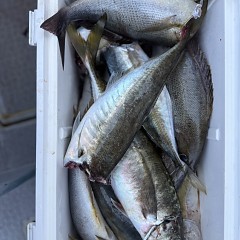 5月 2日（土）午後便・アジ釣りの写真その11