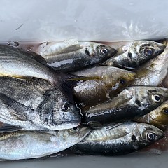 5月 2日（土）午後便・アジ釣りの写真その12