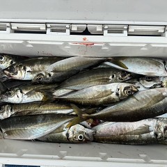 5月 3日（日）午前便・アジ釣りの写真その6