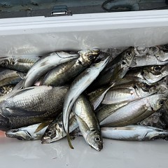 5月 3日（日）午前便・アジ釣りの写真その7