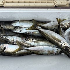 5月 3日（日）午前便・アジ釣りの写真その8