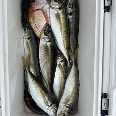 5月 3日（日）午前便・アジ釣りの写真その9