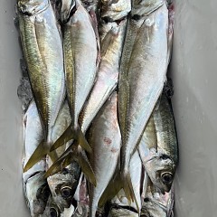 5月 3日（日）午前便・アジ釣りの写真その10