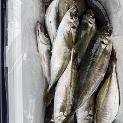 5月 3日（日）午前便・アジ釣りの写真その11