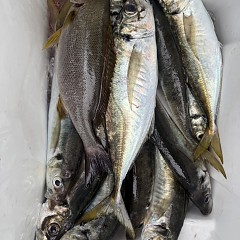 5月 3日（日）午前便・アジ釣りの写真その12