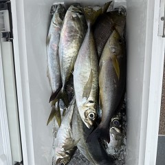 5月3日（日）午前便・アジ・イサキ釣りの写真その11