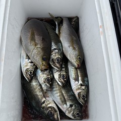 5月3日（日）午前便・アジ・イサキ釣りの写真その12