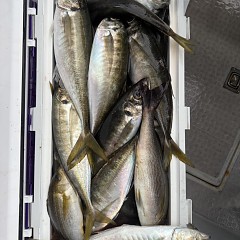 5月 3日（日）午後便・アジ釣りの写真その6