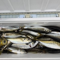 5月 3日（日）午後便・アジ釣りの写真その7