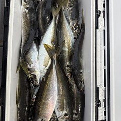 5月 3日（日）午後便・アジ釣りの写真その8
