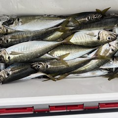 5月 3日（日）午後便・アジ釣りの写真その9