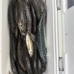 5月 3日（日）午後便・アジ釣りの写真その10