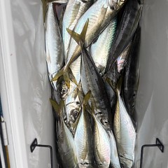 5月 3日（日）午後便・アジ釣りの写真その11