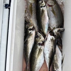 5月 4日（月）午後便・アジ釣りの写真その3