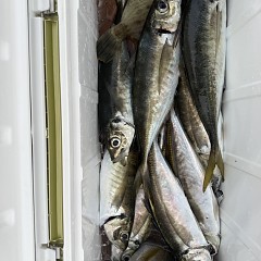 5月 4日（月）午後便・アジ釣りの写真その4