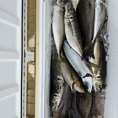 5月 4日（月）午後便・アジ釣りの写真その5