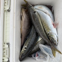5月 4日（月）午後便・アジ釣りの写真その6