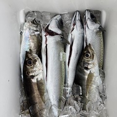 5月 4日（月）午後便・アジ釣りの写真その7
