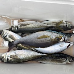 5月4日（火）午前便・アジ釣りの写真その5