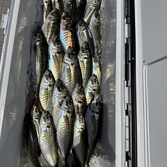 5月 5日（火）午前便・アジ釣りの写真その6