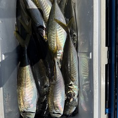 5月 5日（火）午前便・アジ釣りの写真その7
