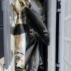 5月 5日（火）午前便・アジ釣りの写真その8