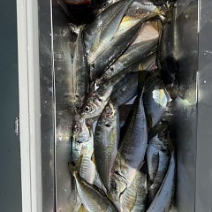 5月 5日（火）午前便・アジ釣りの写真その9