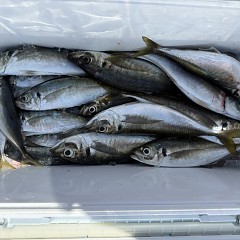 5月 5日（火）午前便・アジ釣りの写真その10