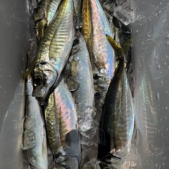 5月 5日（火）午前便・アジ釣りの写真その12