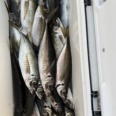5月 5日（火）午後便・アジ釣りの写真その7