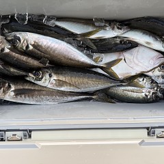 5月 5日（火）午後便・アジ釣りの写真その8