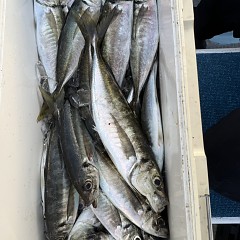 5月 5日（火）午後便・アジ釣りの写真その9