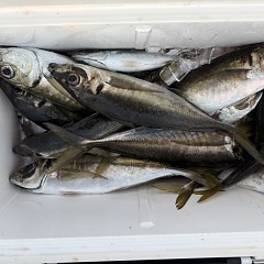 5月 5日（火）午後便・アジ釣りの写真その10
