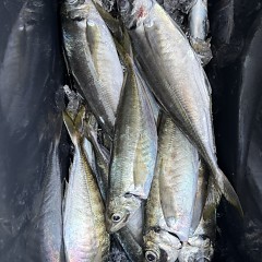 5月 5日（火）午後便・アジ釣りの写真その12
