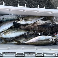 5月5日（火）午前・午後便・アジ釣りの写真その11