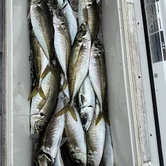 5月 6日（水）午前便・アジ釣りの写真その6