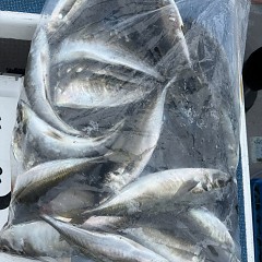 5月 6日（水）午前便・アジ釣りの写真その7