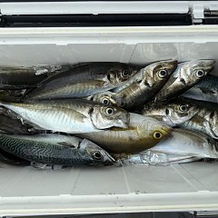 5月 6日（水）午前便・アジ釣りの写真その8