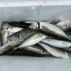 5月 6日（水）午前便・アジ釣りの写真その9