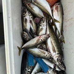 5月 6日（水）午前便・アジ釣りの写真その10